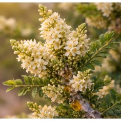 Kvapusis aliejus žvakėms, 10ml, Frankincense